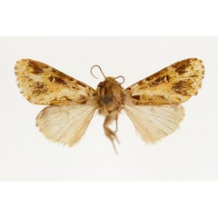 /filer/webapps/moths/media/images/P/paulis_Nyodes_HT_RMCA_02.jpg