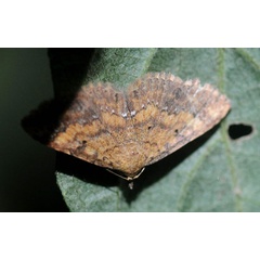 /filer/webapps/moths/media/images/T/thermesialis_Cerynea_A_King.jpg