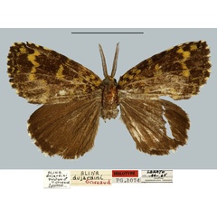 /filer/webapps/moths/media/images/D/dujardini_Alina_HT_MNHN.jpg