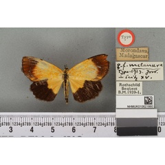 /filer/webapps/moths/media/images/M/melanura_Arctiopais_HT_BMNHa.jpg