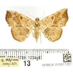 /filer/webapps/moths/media/images/A/arida_Pleuronodes_AF_BMNH.jpg