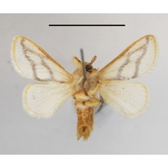 /filer/webapps/moths/media/images/I/invitabilis_Parapluda_A_MGCLb_01.JPG