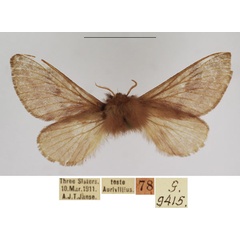/filer/webapps/moths/media/images/J/jansei_Anadiasa_AF_TMSA.jpg