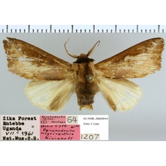 /filer/webapps/moths/media/images/N/nigriventris_Peratodonta_HT_NMB.jpg