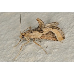 /filer/webapps/moths/media/images/D/digonialis_Lorymodes_A_Heyns_01.JPG