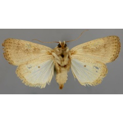 /filer/webapps/moths/media/images/I/ignava_Athetis_A_RMCA_02.jpg