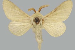 Meyameta eborea