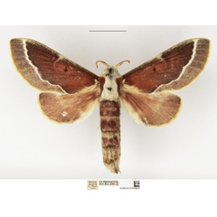 /filer/webapps/moths/media/images/M/misanum_Streblote_AF_NHMUK_02.jpg
