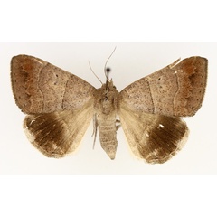 /filer/webapps/moths/media/images/D/determinata_Achaea_AF_TMSA_02.jpg