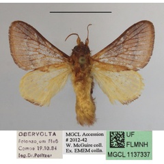 /filer/webapps/moths/media/images/G/gliricidiae_Miresa_A_MGCLa_02.JPG