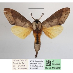 /filer/webapps/moths/media/images/B/bisecta_Tmetopteryx_A_MGCLa_01.JPG