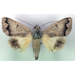 /filer/webapps/moths/media/images/D/dianaris_Ophiusa_A_RMCA.jpg