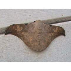 /filer/webapps/moths/media/images/V/Vestigiatum_Orthogonioptilum_A_Guyonnet.jpg
