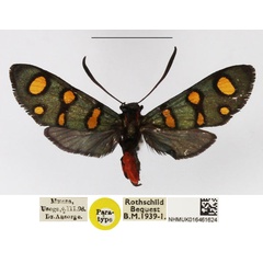 /filer/webapps/moths/media/images/P/poecila_Arniocera_PT_NHMUK_01.jpg