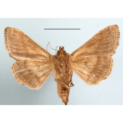 /filer/webapps/moths/media/images/L/livida_Plusiotricha_A_MGCLb_01.JPG