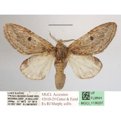 /filer/webapps/moths/media/images/S/sagittata_Desmeocraera_AF_MGCLa_03.JPG