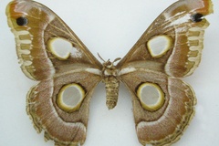 Epiphora lugardi