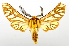 Thyretes luteocolorata