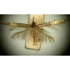 /filer/webapps/moths/media/images/D/diplozona_Cosmopterix_HT873_TMSA_01.jpg