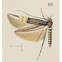 /filer/webapps/moths/media/images/C/coryphaea_Cosmopterix_HT_Walsingham_1907_2-10.jpg