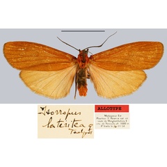 /filer/webapps/moths/media/images/L/lateritea_Isorropus_AT_MNHN.jpg