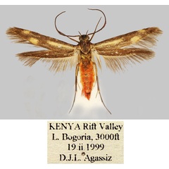 /filer/webapps/moths/media/images/A/agassizi_Eretmocera_HT_BMNH_EYfP5Ek.jpg