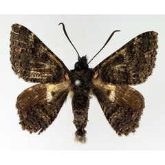 /filer/webapps/moths/media/images/H/hesperistis_Apoprogonida_AM_TMSA_02.jpg