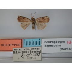 /filer/webapps/moths/media/images/S/senescens_Ochropleura_HT_RMCA.jpg