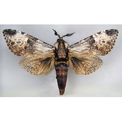 /filer/webapps/moths/media/images/R/rudis_Macrocossus_A_Yakovlev.jpg