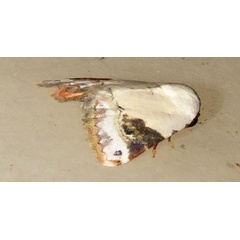 /filer/webapps/moths/media/images/E/ecthaemata_Eublemma_A_Braun_15.jpg