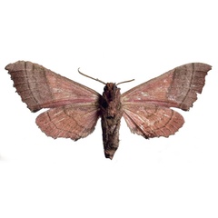 /filer/webapps/moths/media/images/T/togoensis_Rufoclanis_HT_EMEMb.jpg