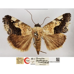 /filer/webapps/moths/media/images/L/leucotrigonides_Tarache_HT_NHMUK.jpg