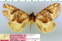 Eutricholoba signata