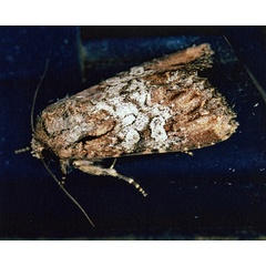 /filer/webapps/moths/media/images/M/mesoglauca_Omphalestra_A_Roland_01.jpg