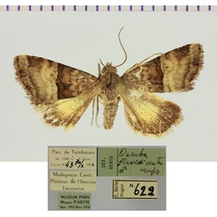 /filer/webapps/moths/media/images/F/flavidiscata_Ozarba_AM_MNHN.jpg