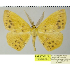 /filer/webapps/moths/media/images/A/aurantiaca_Epigynopteryx_PTM_ZSM.jpg
