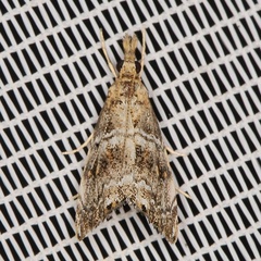 /filer/webapps/moths/media/images/N/natalensis_Glaucocharis_A_Heyns_03.jpg