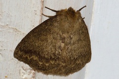 Lichenopteryx despecta