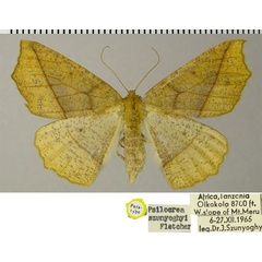 /filer/webapps/moths/media/images/S/szunyoghyi_Psilocerea_PTF_ZSM.jpg