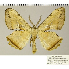 /filer/webapps/moths/media/images/A/albicaput_Xenimpia_AM_ZSMa.jpg