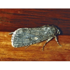 /filer/webapps/moths/media/images/C/cilium_Spodoptera_A_Roland_01_oIL2z4t.jpg