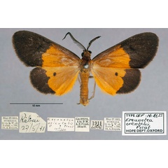 /filer/webapps/moths/media/images/O/orientalis_Ereunetea_PT_OUMNH_01.jpg