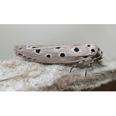 /filer/webapps/moths/media/images/C/circumdatellus_Ethmia_A_Voaden.jpg