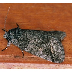 /filer/webapps/moths/media/images/R/recurrens_Proruaca_A_Roland_01_VZzW8Yu.jpg