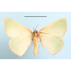 /filer/webapps/moths/media/images/I/idonea_Omphax_A_MGCLb_01.jpg