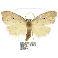 /filer/webapps/moths/media/images/C/coronaria_Spatulosia_AM_ANHRT_01.jpg