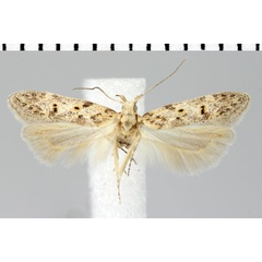 /filer/webapps/moths/media/images/O/ochrostigma_Parapsectris_HT_ZMHB.jpg