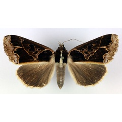 /filer/webapps/moths/media/images/C/conflua_Euminucia_AF_RMCA.jpg