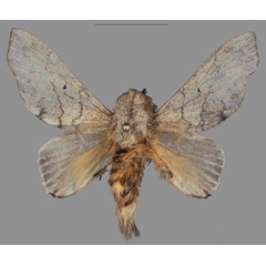 /filer/webapps/moths/media/images/J/johnjunior_Plocoides_HT_Mueller.jpg