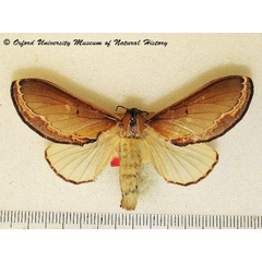 /filer/webapps/moths/media/images/V/vesta_Selena_AF_OUMNH_01.JPG